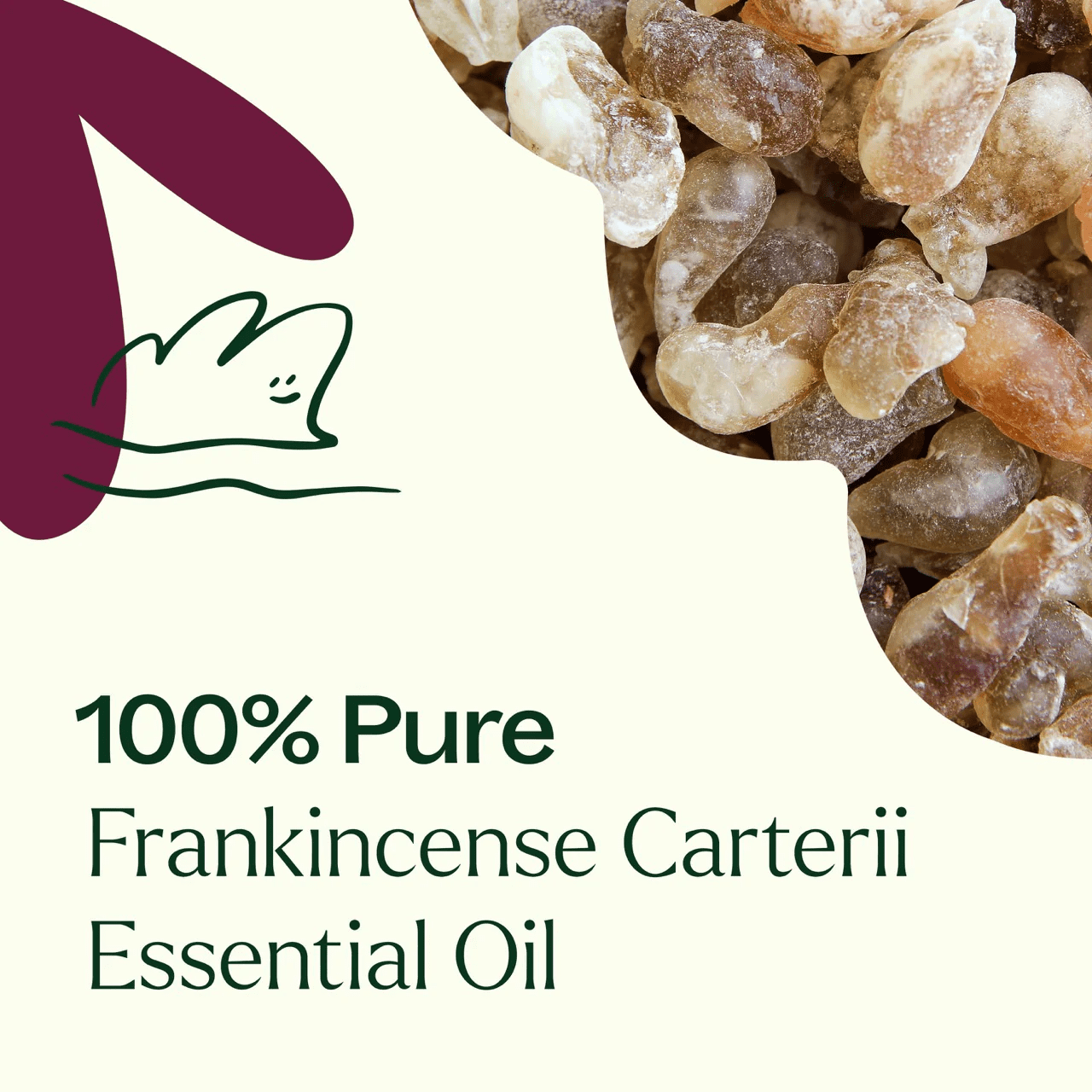 Frankincense Carteri Essential Oil 10 mL - Image 4