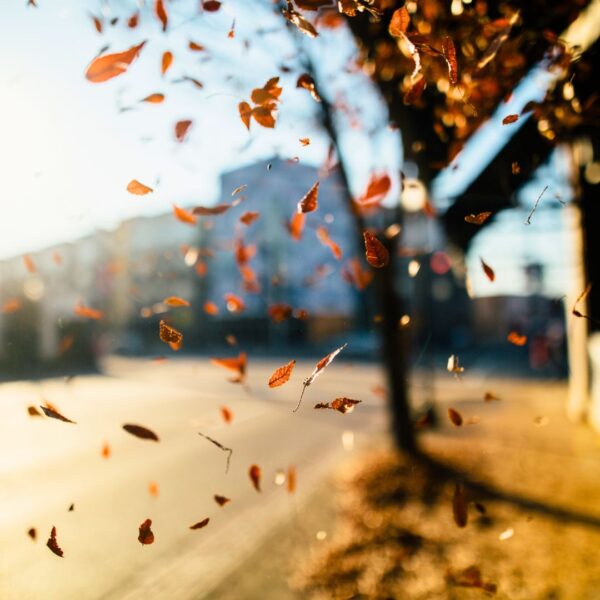 fall leaves falling