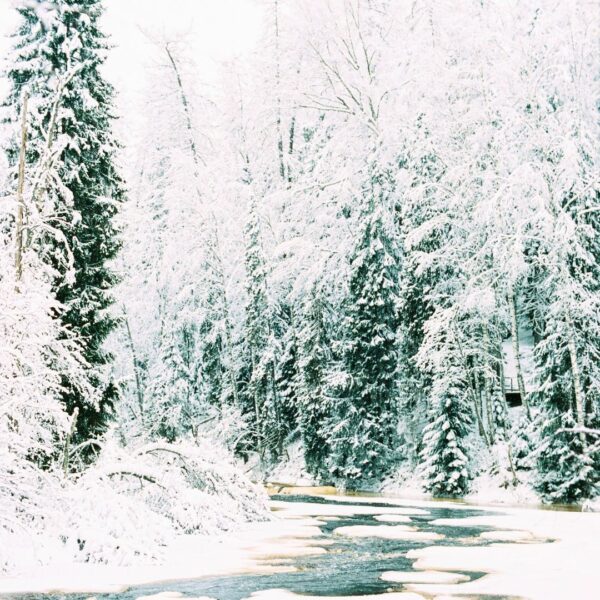 trees covered in snow